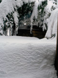 Snow Covered Tree, Boulder, Colorado Posters par Michael Brown