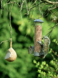 Grey Squirrel on Birdfeeder, UK Lámina fotográfica por Ian West