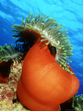 Red Anemone, St. Johns Reef, Red Sea Stampa fotografica di Mark Webster