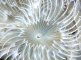Plume Worm, Close Up, UK Photographie par Mark Webster