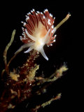 Mark Webster - Flabellina Nudibranch, Feeding, UK - Fotografik Baskı Mark Webster - Flabellina Nudibranch, Feeding, UK - Fotografik Baskı