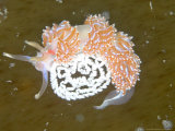 Nudibranch, with Eggs, UK Fotografisk tryk af Mark Webster Nudibranch, with Eggs, UK Fotografisk tryk af Mark Webster