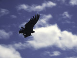 A Condor, Chile Photographie par Pablo Sandor