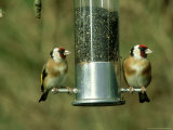 Goldfinch, Pair Feeding on Birdfeeder, UK Lámina fotográfica por Ian West
