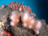 Dead Mens Fingers, Mounts Bay, UK Photographie par Mark Webster