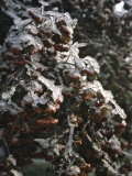 Icy Red Berries, Boulder Poster by Michael Brown