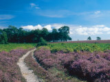 Bell Heather and Ling, Ibsley Common, Hampshire, UK Photographic Print by Ian West