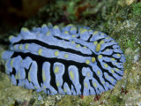 Striped Nudibranch, Fury Shoal, Egypt Photographic Print by Mark Webster