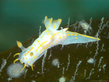 Nudibranch, Mounts Bay, UK Fotografie-Druck von Mark Webster