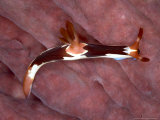 Nembrotha Rutilans, Komodo, Indonesia Fotografie-Druck von Mark Webster