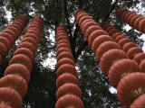 Red Chineese Lanterns Hanging from a Tree Prints by Ryan Ross