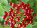Guelder Rose, Berries, Sussex, UK Photographic Print by Ian West