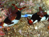 Nembrotha Rutilans, Komodo, Indonesia Fotografie-Druck von Mark Webster