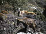 Wild Goats, Nepal Prints by Michael Brown