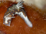 Glossodoris Cincta, Indonesia Reprodukcja zdjęcia autor Mark Webster Glossodoris Cincta, Indonesia Reprodukcja zdjęcia autor Mark Webster
