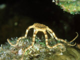Brittle Star, St. Johns Reef, Red Sea Lámina fotográfica por Mark Webster Brittle Star, St. Johns Reef, Red Sea Lámina fotográfica por Mark Webster