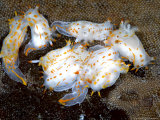 Nudibranch, Group, UK Fotografisk tryk af Mark Webster Nudibranch, Group, UK Fotografisk tryk af Mark Webster