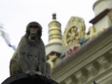 Ape, Nepal Lámina por Michael Brown Ape, Nepal Lámina por Michael Brown