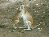 Agile Wallaby, Mother with Young, Australia Lámina fotográfica por Eric Woods Agile Wallaby, Mother with Young, Australia Lámina fotográfica por Eric Woods