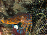 Blue Ring Octopus, Komodo, Indonesia Photographie par Mark Webster