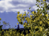 Aspen Leaves in Fall, Boulder Poster par Michael Brown