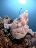 Giant Frog Fish, Komodo, Indonesia Photographie par Mark Webster