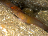 Cornish Sucker Fish, Falmouth Bay, UK Photographie par Mark Webster