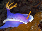 Mark Webster - Hyspselodoris Bullockii, Indonesia - Fotografik Baskı Mark Webster - Hyspselodoris Bullockii, Indonesia - Fotografik Baskı