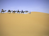Camels in Caravan Walking in Desert, Morocco Photo by Michael Brown