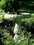 Blackbird, Bathing in Birdbath, UK Lámina fotográfica por Ian West Blackbird, Bathing in Birdbath, UK Lámina fotográfica por Ian West