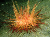 Fire Urchin, Lembeh Straits, Indonesia Photographic Print by Mark Webster
