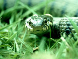 Grass Snake, Hampshire, UK Photographic Print by Ian West