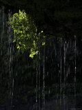 Dripping Water at Grotto Falls, Montana Póster por Ryan Ross