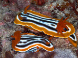 Chromodoris Magnifica, Indonesia Fotografie-Druck von Mark Webster