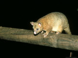 Coppery Brushtail Possum, Queensland, Australia Lámina fotográfica por Eric Woods