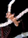 Nudibranch, Mounts Bay, UK Fotografisk tryk af Mark Webster Nudibranch, Mounts Bay, UK Fotografisk tryk af Mark Webster