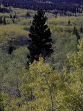 Fall Colors, Boulder Affiche par Michael Brown