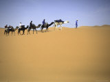 Camels Walking in Desert, Morocco Prints by Michael Brown