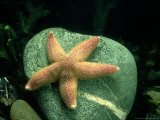 Common Starfish, Wales, UK Photographie par Barrie Watts