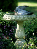 Wood Pigeon in Birdbath, UK Photographic Print by Ian West