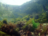 Sea Weeds in Rock Pool, UK Lámina fotográfica por Mark Webster