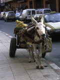 Jackass with Carriage on a Street in Morocco Prints by Michael Brown