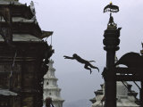 Ape Jumping, Nepal Posters by Michael Brown