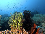 Feather Star, Komodo, Indonesia Photographic Print by Mark Webster