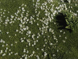 Small White Flowers, Chile Prints by Pablo Sandor