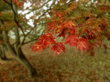 Japanese Maple, Leaves, Sussex, UK Photographic Print by Ian West