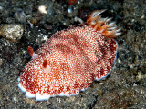 Chromodoris Reticulata, Indonesia Lámina fotográfica por Mark Webster