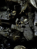 Skulls Amongst Rocks, Indonesia Prints by Michael Brown