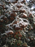 Icy Red Berries, Boulder Posters by Michael Brown