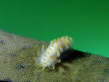 Yellow Spotted Nudibranch, Feeding, UK Fotografie-Druck von Mark Webster